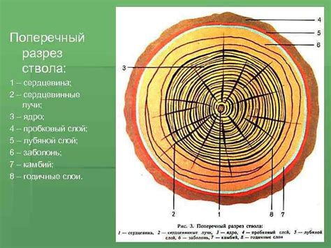 Заболонная древесина: что это такое?