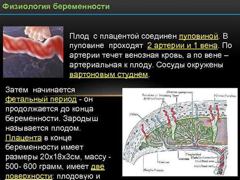 Завершение беременности с плацентой по центру