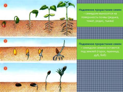 Завершение развития зародыша: формирование нового растения