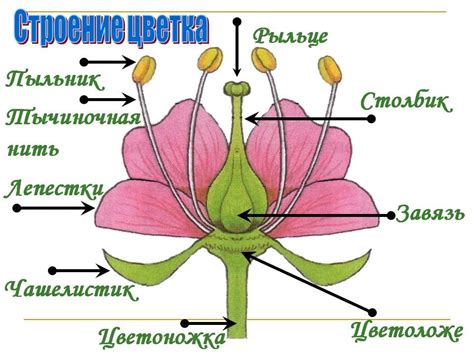 Загадочный мир символики: роль цветочка в рисунке