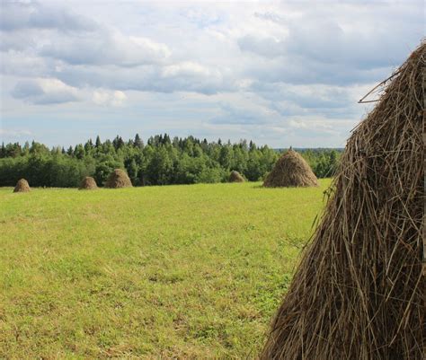 Загадочный сон о пышной гриве на груди или спине: значение и интерпретация