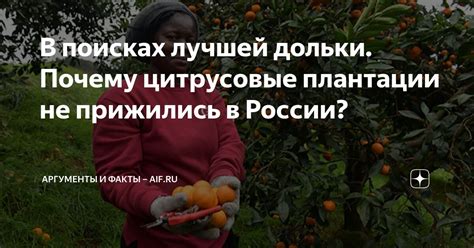 Заголовок 1: Аномальная сенсация: почему микроскопические дыньки так прижились в социальных медиа?