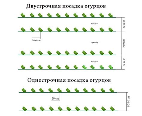 Загрузка огурца оптом в теплице