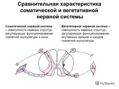 Зажимание нервных окончаний и сосудов