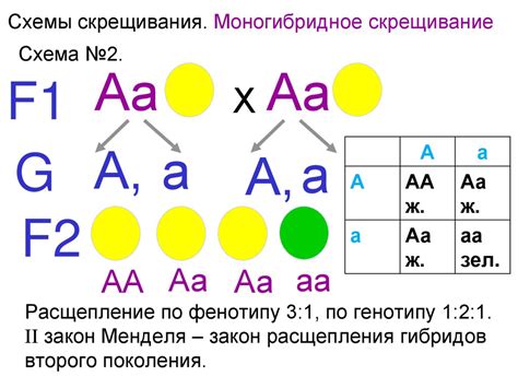 Законы моногибридного скрещивания