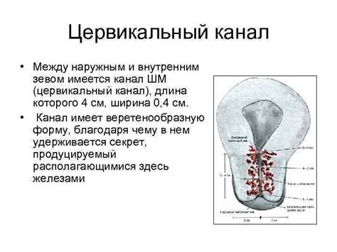 Закрытый цервикальный канал: понятие и важность