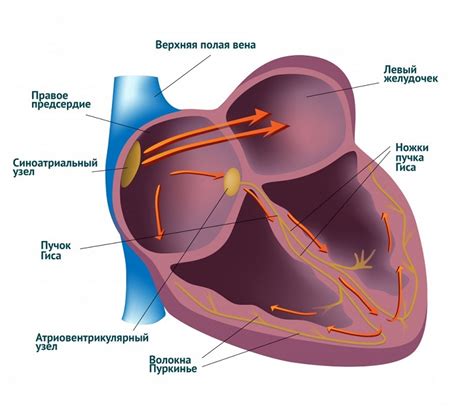 Замедление сердечного ритма и дыхания