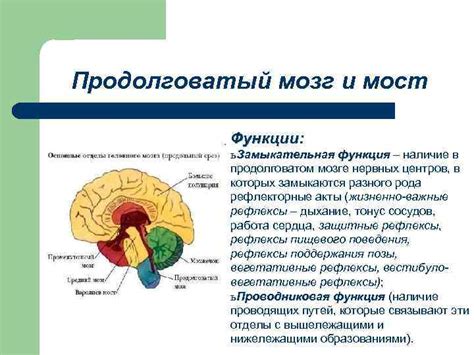 Замыкательная функция кардии: анатомия и физиология