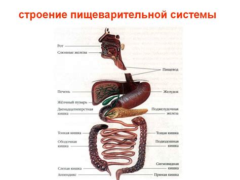 Запоры и нарушения пищеварительной системы