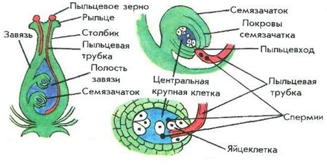 Зародыш и образование надземной части растений