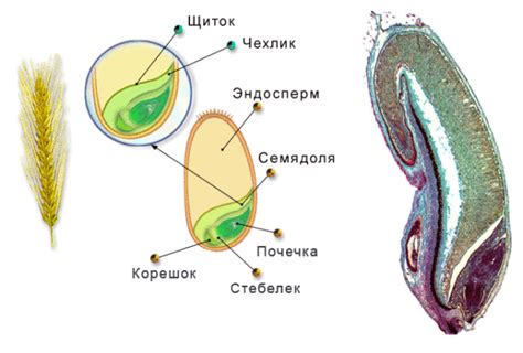 Зародыш у растений: определение и роль