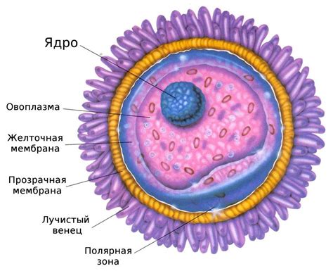 Затруднения в яйцеклетке