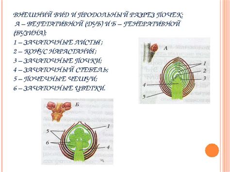 Зачаточный побег как прототип нового растения