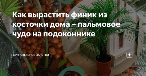 Зачем добавлять крупинки финика в пищу