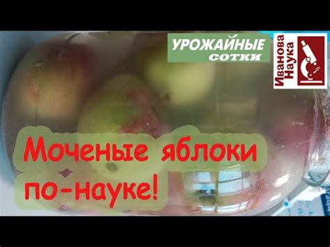 Зачем коры мочить и как это делать правильно?