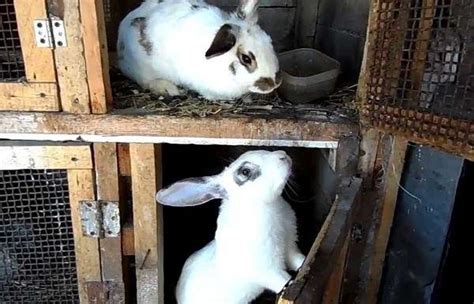 Зачем крольчихе стучать задними лапами в природе