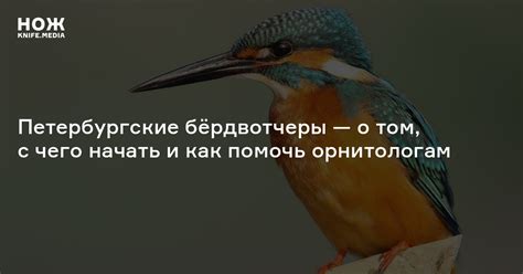 Зачем наблюдать за птицами