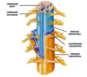 Зачем нам нужны нервные корешки?