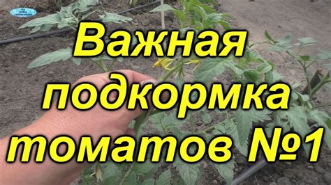 Зачем нужен гумат калия для томатов в теплице?