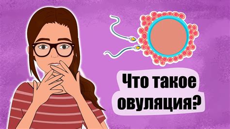 Зачем нужна овуляция и как она влияет на женский организм