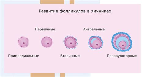 Зачем нужно зреют фолликулы