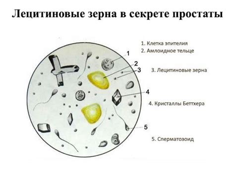 Зачем нужны лецитиновые зерна?