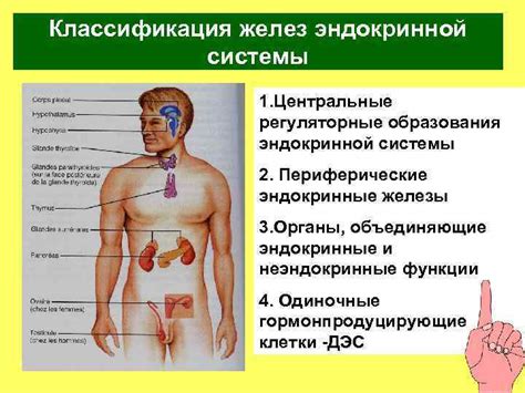 Зачем нужны периферические железы?