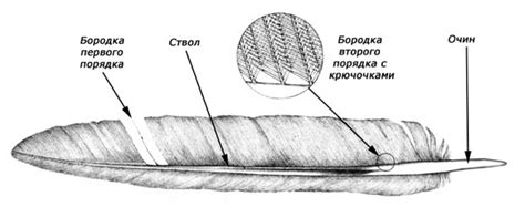 Зачем птицам нужны когти и что они умеют