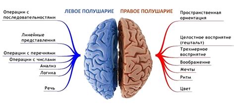 Зачем развивать левое полушарие мозга