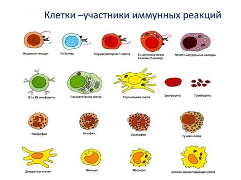 Защита и укрепление иммунной системы