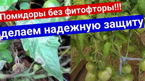 Защита томатов от белой мошки