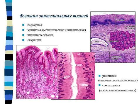Защитная роль эпителиальных тканей