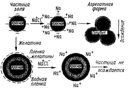 Защитное действие шипки