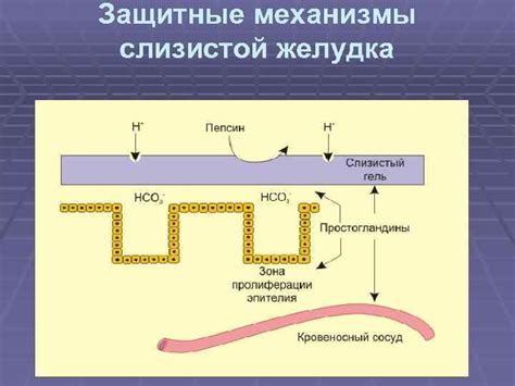 Защитные механизмы желудка