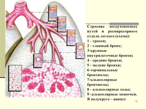 Защитные свойства базального отдела легкого