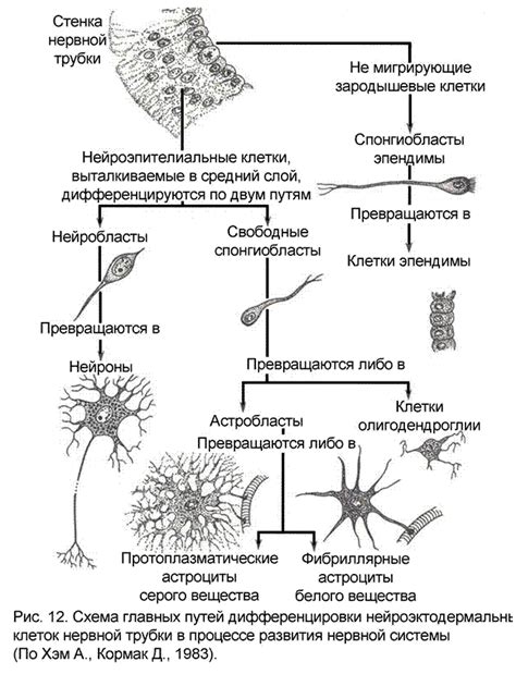 Защитные функции глиальных клеток