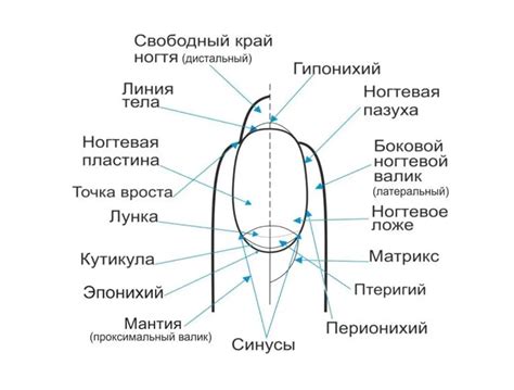 Защитные функции ногтевого ложа