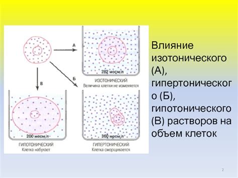 Защитные функции солевой крепости