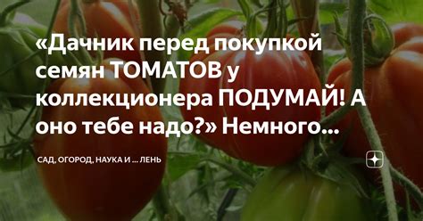 За что мы интересуемся покупкой семян томатов: психологический фактор наших сновидений