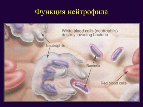 За что отвечают нейтрофилы в организме?