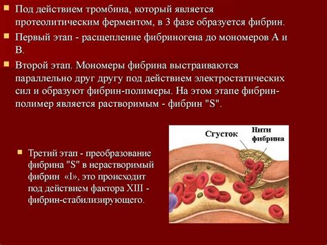 Здоровое состояние крови и его параметры