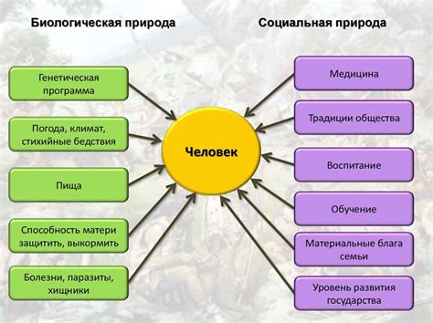 Зевесовая вожжа: сущность и проявления