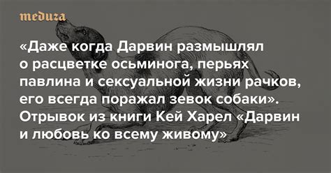 Зевок собаки: каково его значение