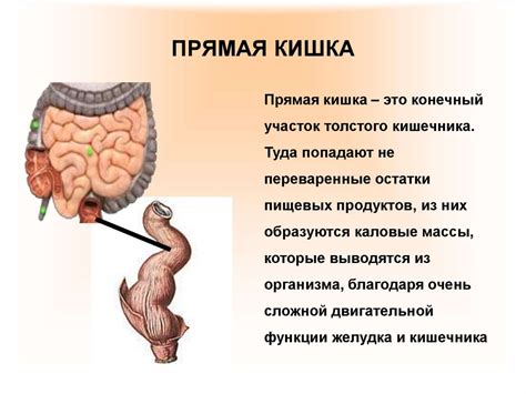 Зияет прямая кишка