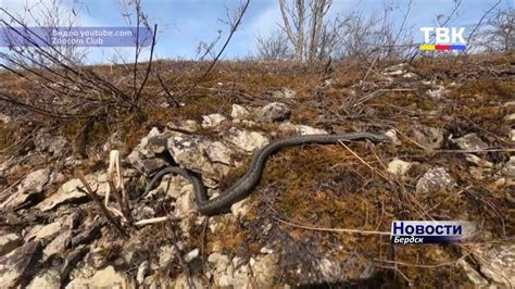 Змеи под ногами: реальная опасность на пути