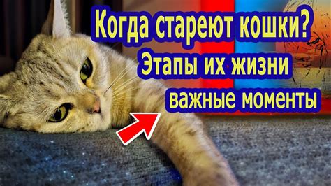 Знай кошку свое лукошко: важность для кошачьей жизни