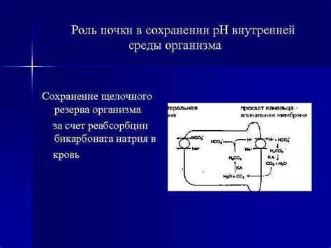 Значение НП для организма и его роль в регуляции водно-солевого баланса