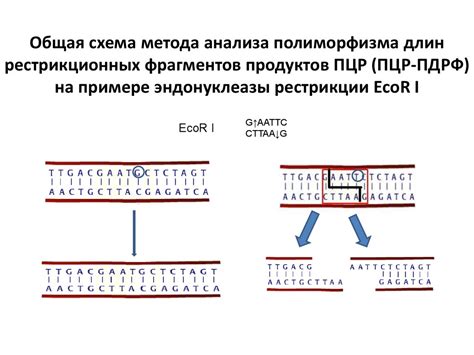 Значение ПЦР кода