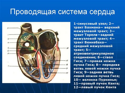 Значение ЭКГ при диагностике сердечных заболеваний