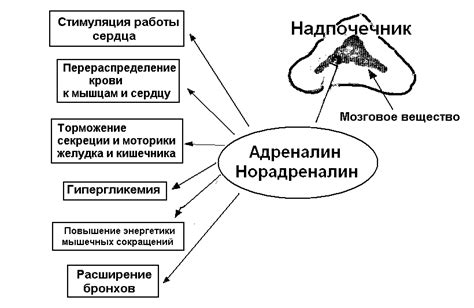 Значение адреналина для организма